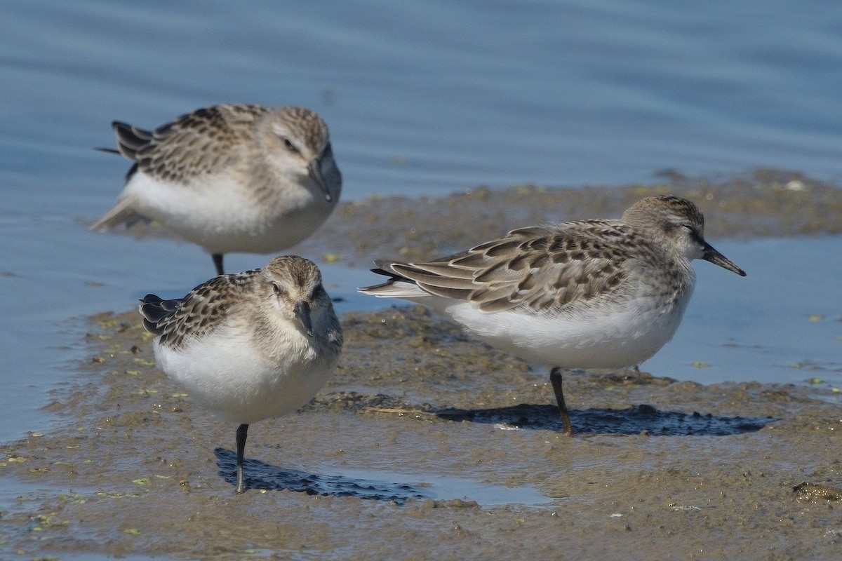 Semipalmated Sandpiper - ML641366122