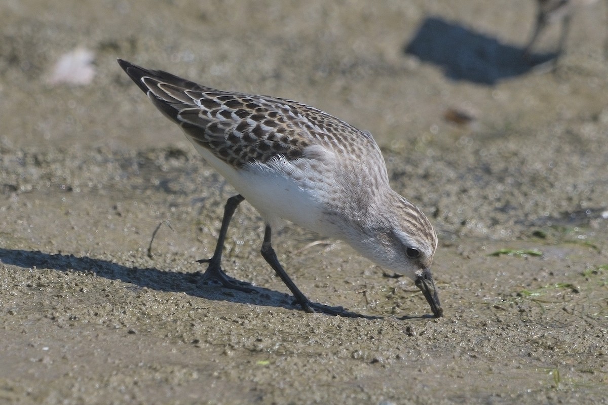 Semipalmated Sandpiper - ML641366123