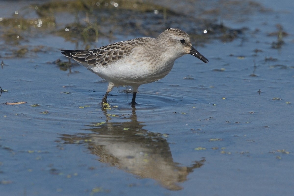 Semipalmated Sandpiper - ML641366124
