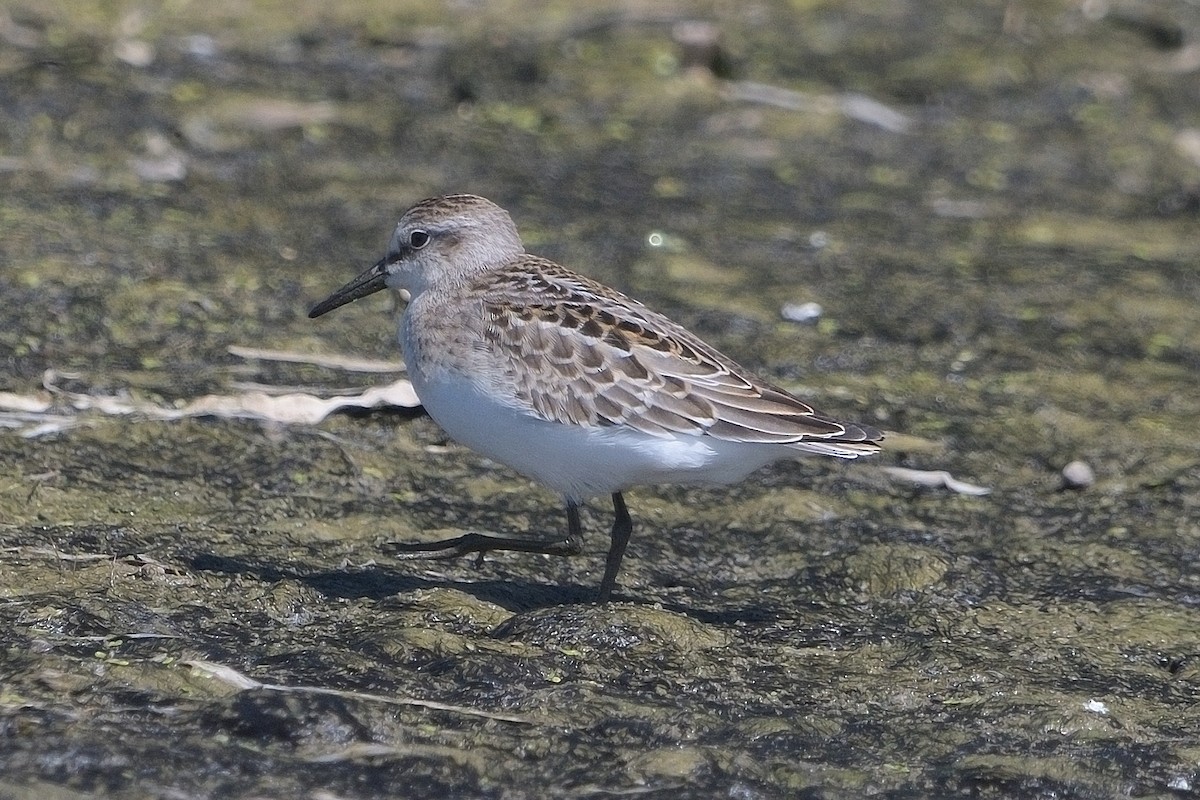 Semipalmated Sandpiper - ML641366125