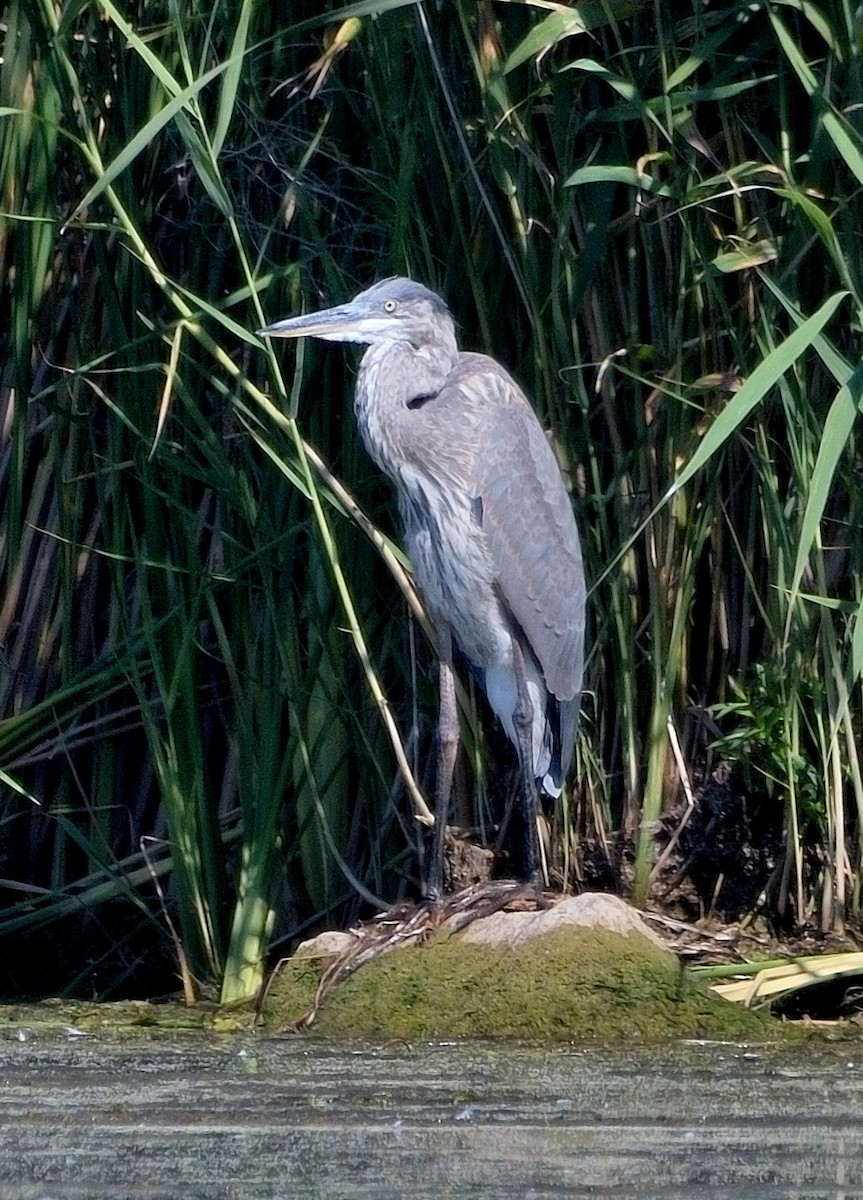 Great Blue Heron - ML641366148
