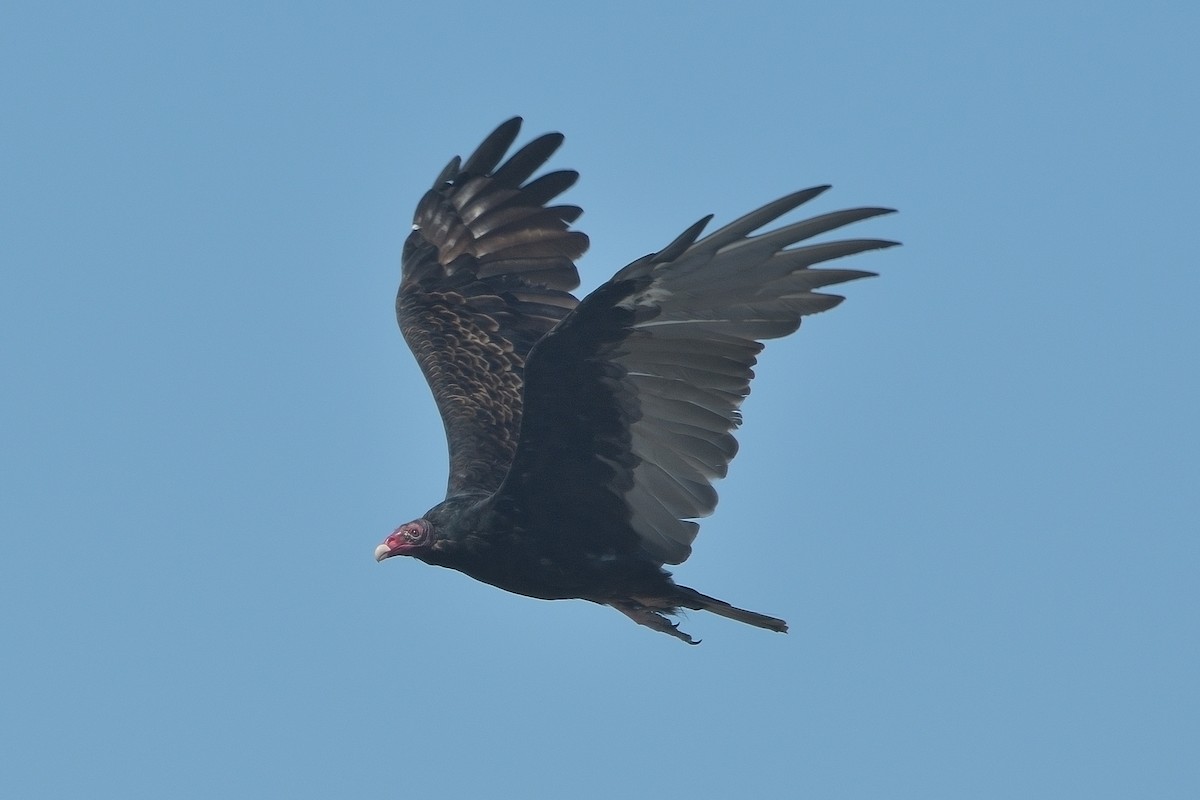 Turkey Vulture - ML641366156