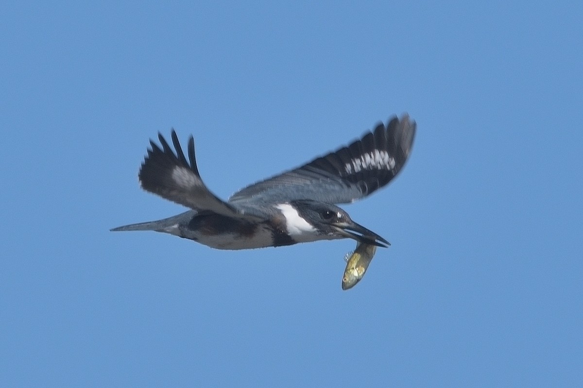 Belted Kingfisher - ML641366191