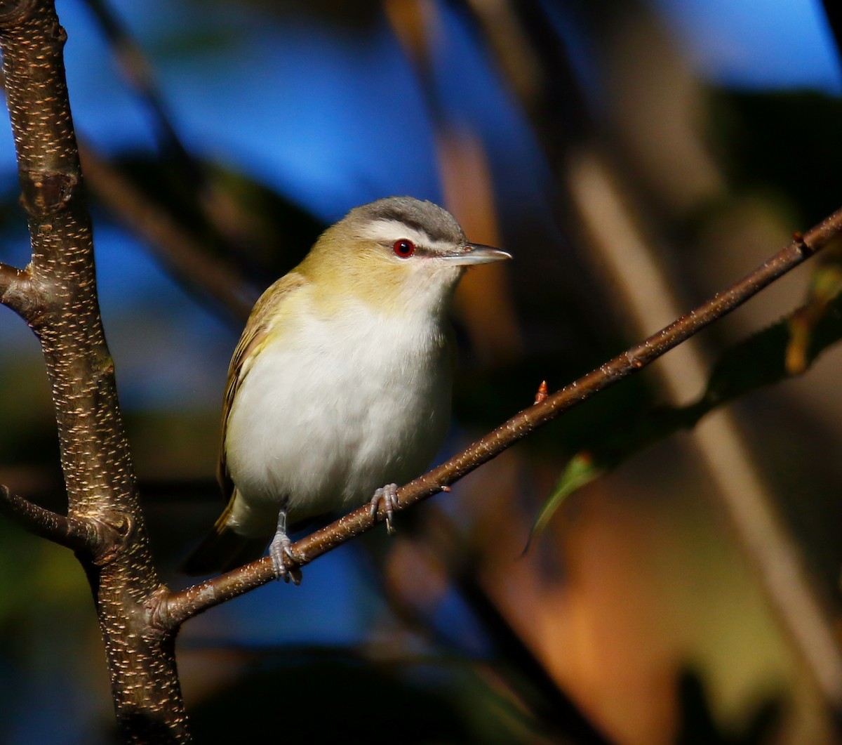 Vireo occhirossi - ML641366196