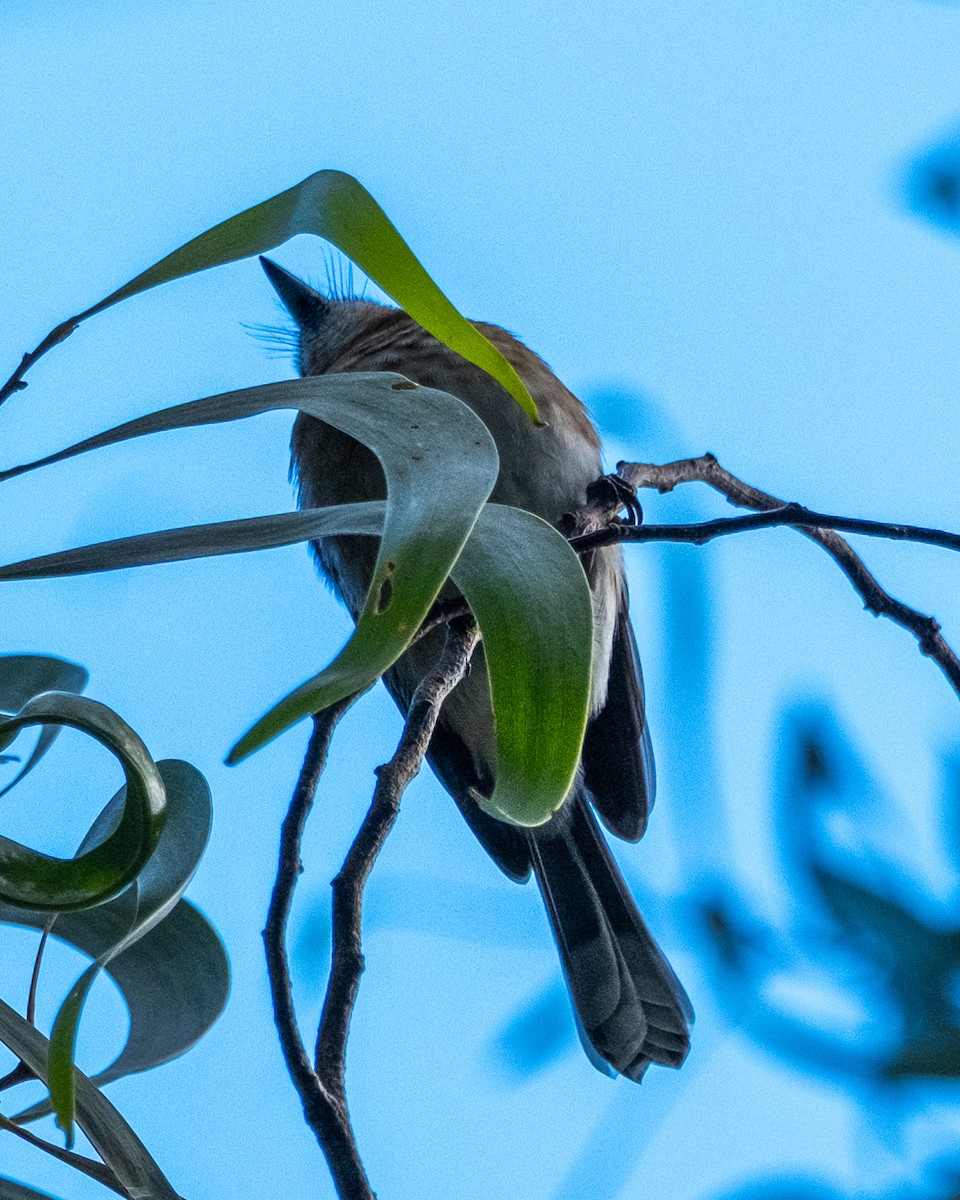 Kauai Elepaio - ML641366199