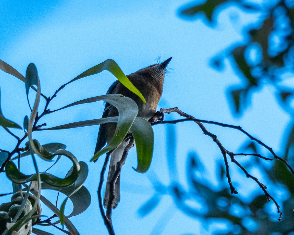 Kauai Elepaio - ML641366201
