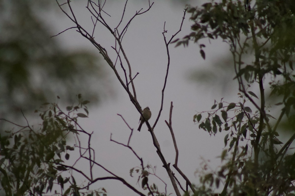 Greater Pewee - ML641366230