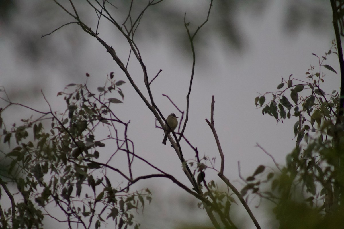 Greater Pewee - ML641366234