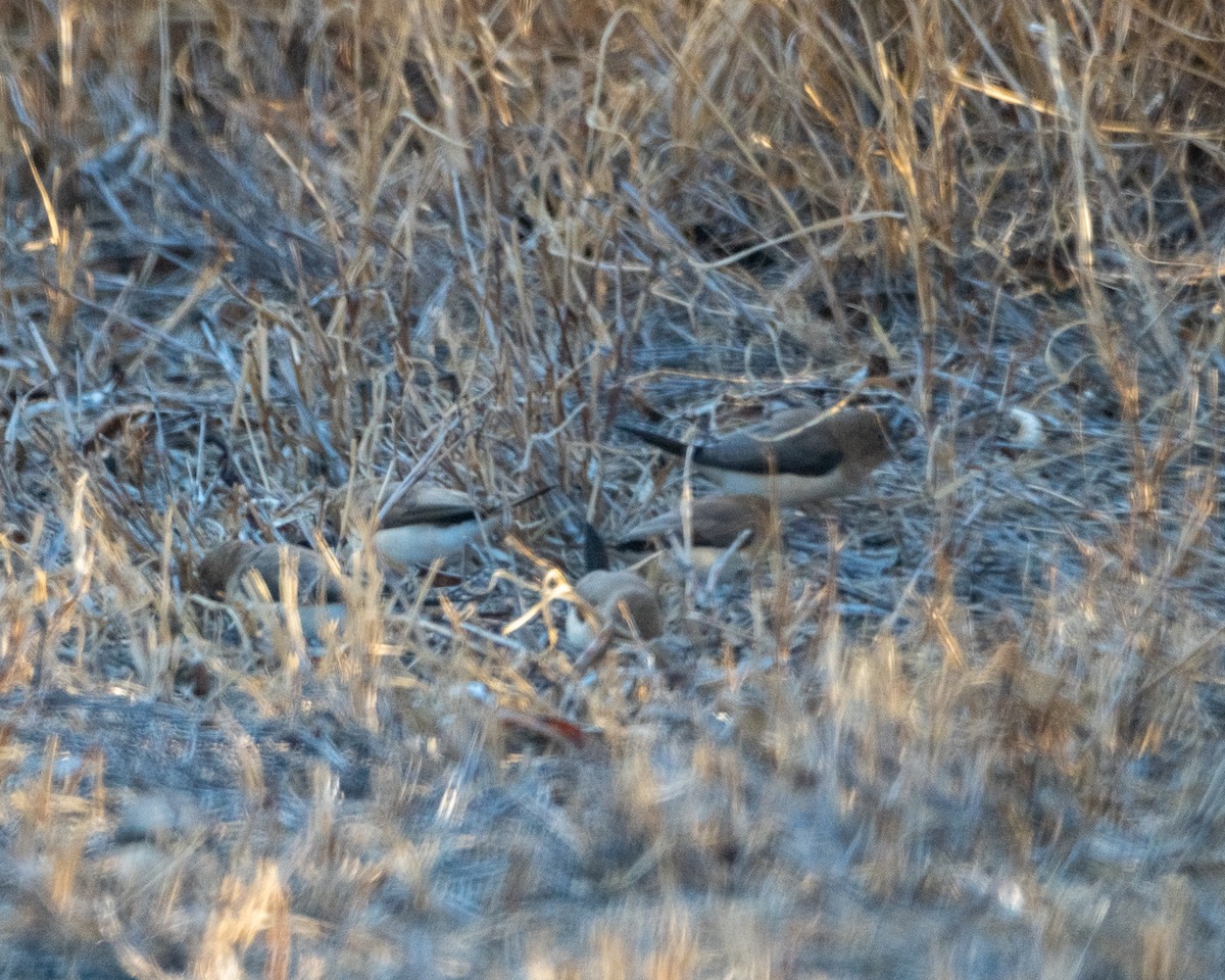 African Silverbill - ML641366239