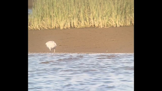 Larus, unbestimmt - ML641366240