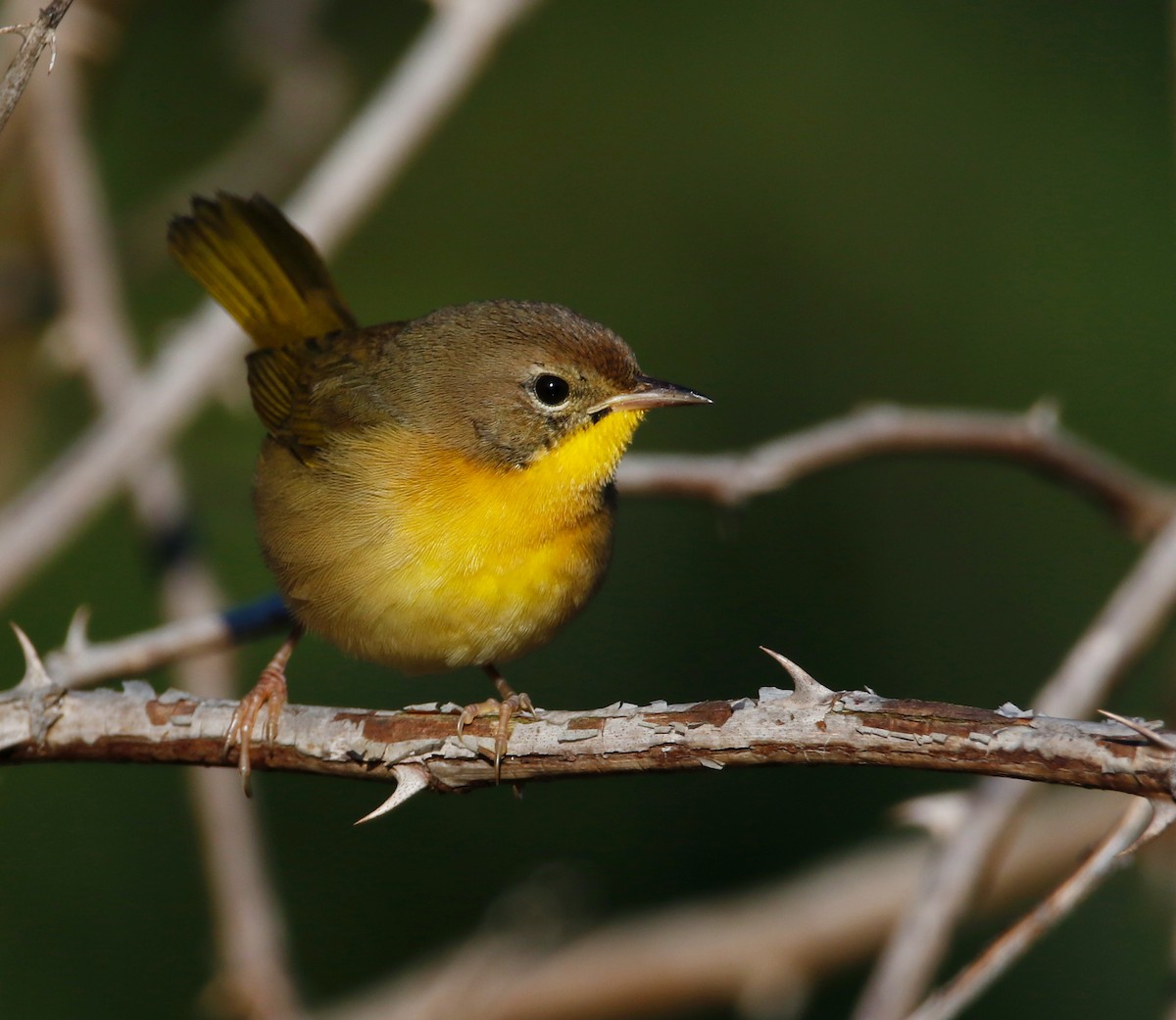 Common Yellowthroat - ML641366320