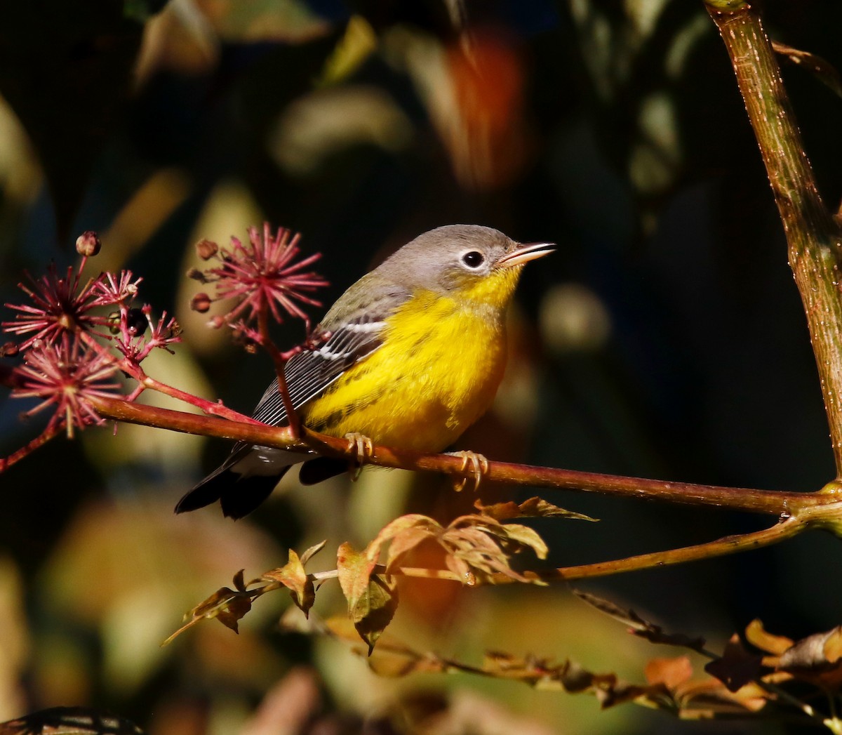 Magnolia Warbler - ML641366341