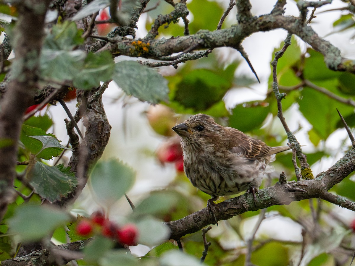 Purple Finch - ML641366402