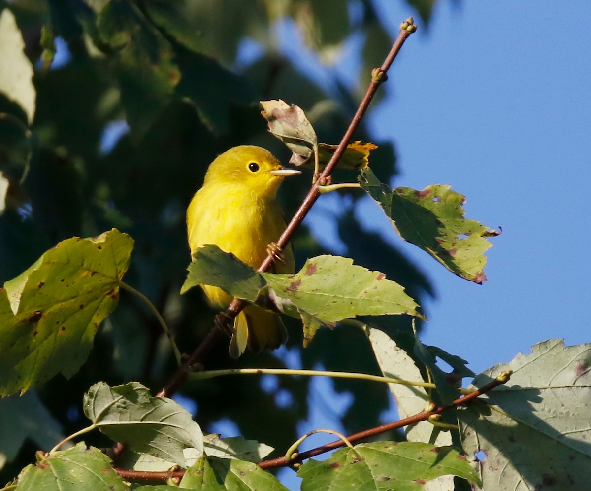 Northern Yellow Warbler - ML641366409