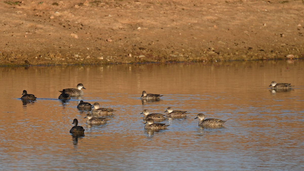 Gray Teal - ML641366430