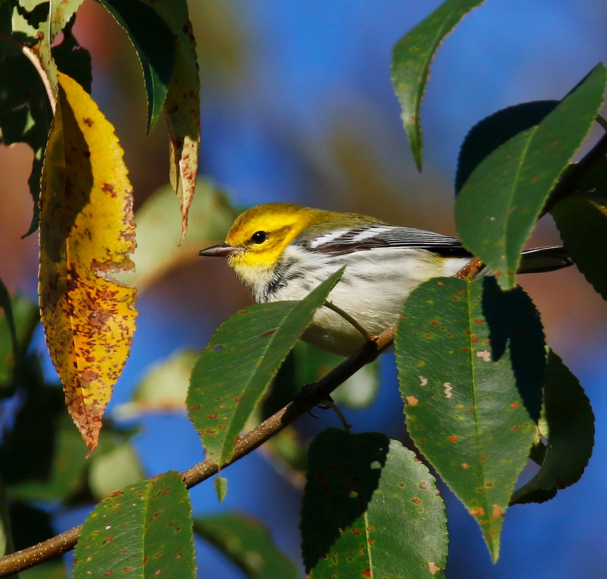 Black-throated Green Warbler - ML641366435
