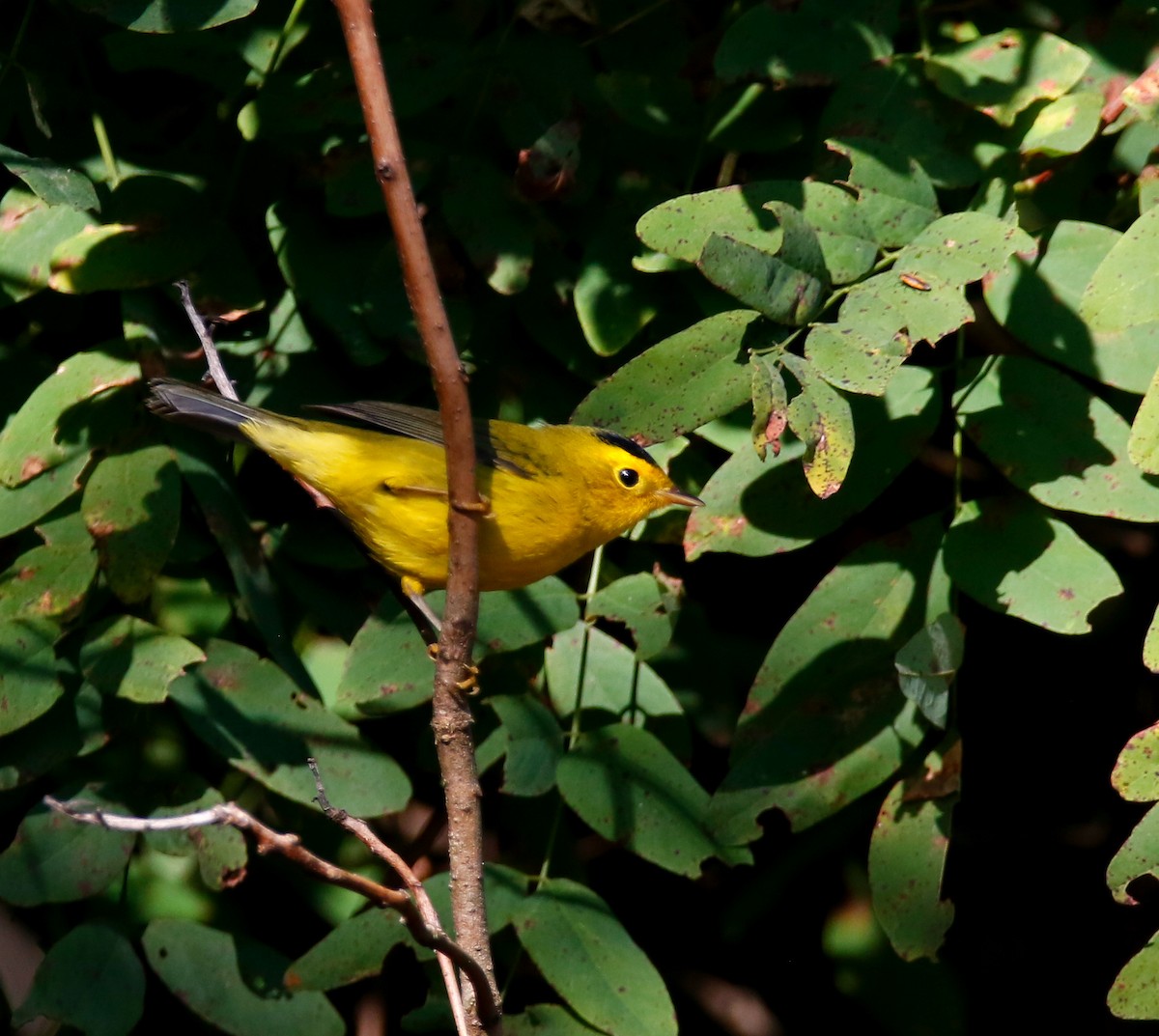 Wilson's Warbler - ML641366453