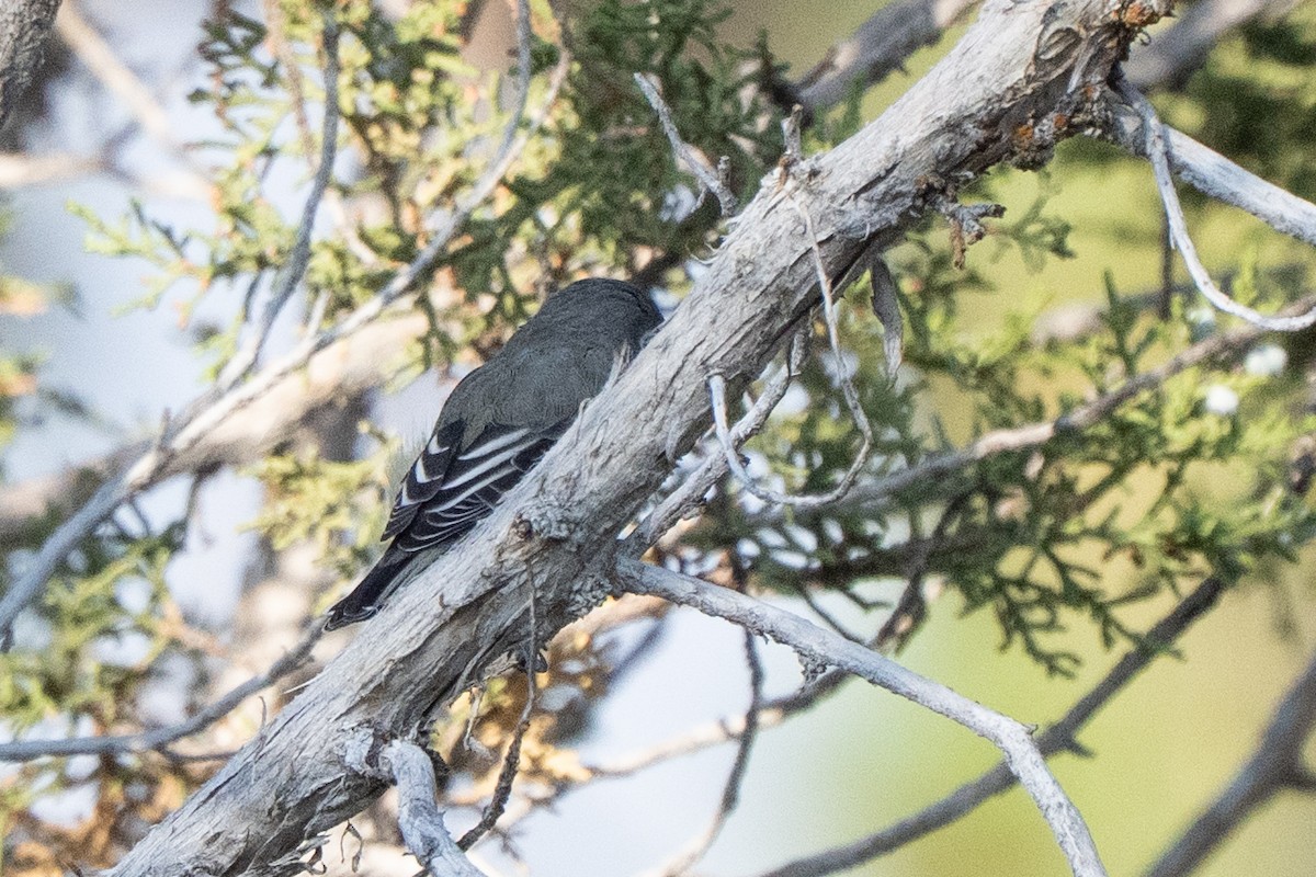 Plumbeous Vireo - ML641366494