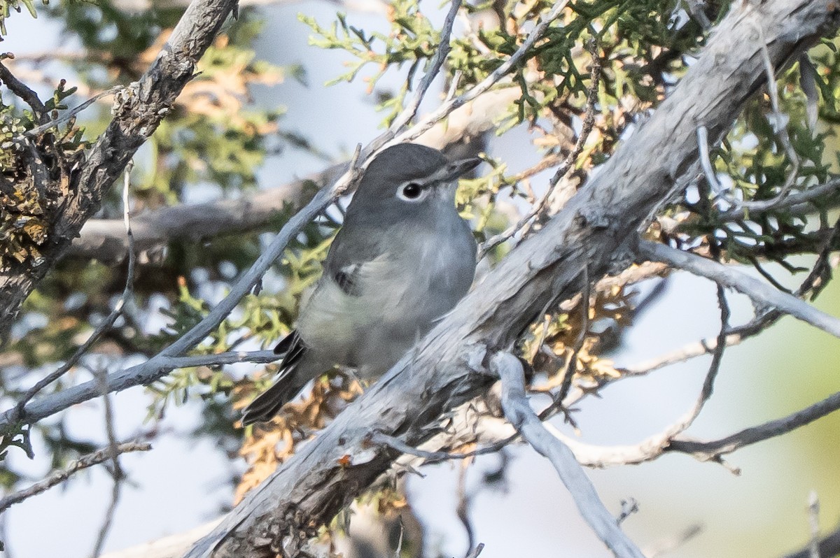 Plumbeous Vireo - ML641366495