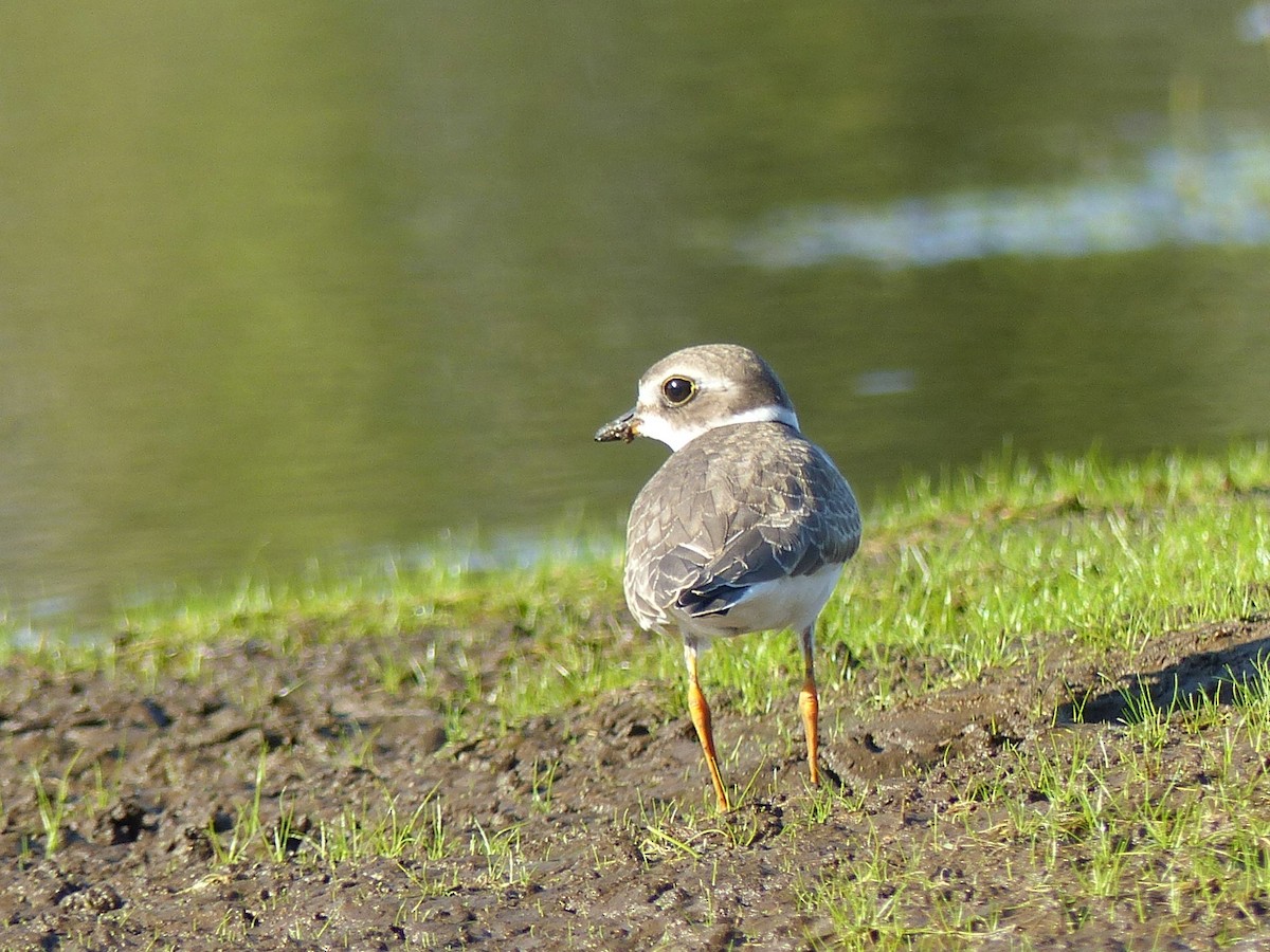 Semipalmated Plover - ML641366496