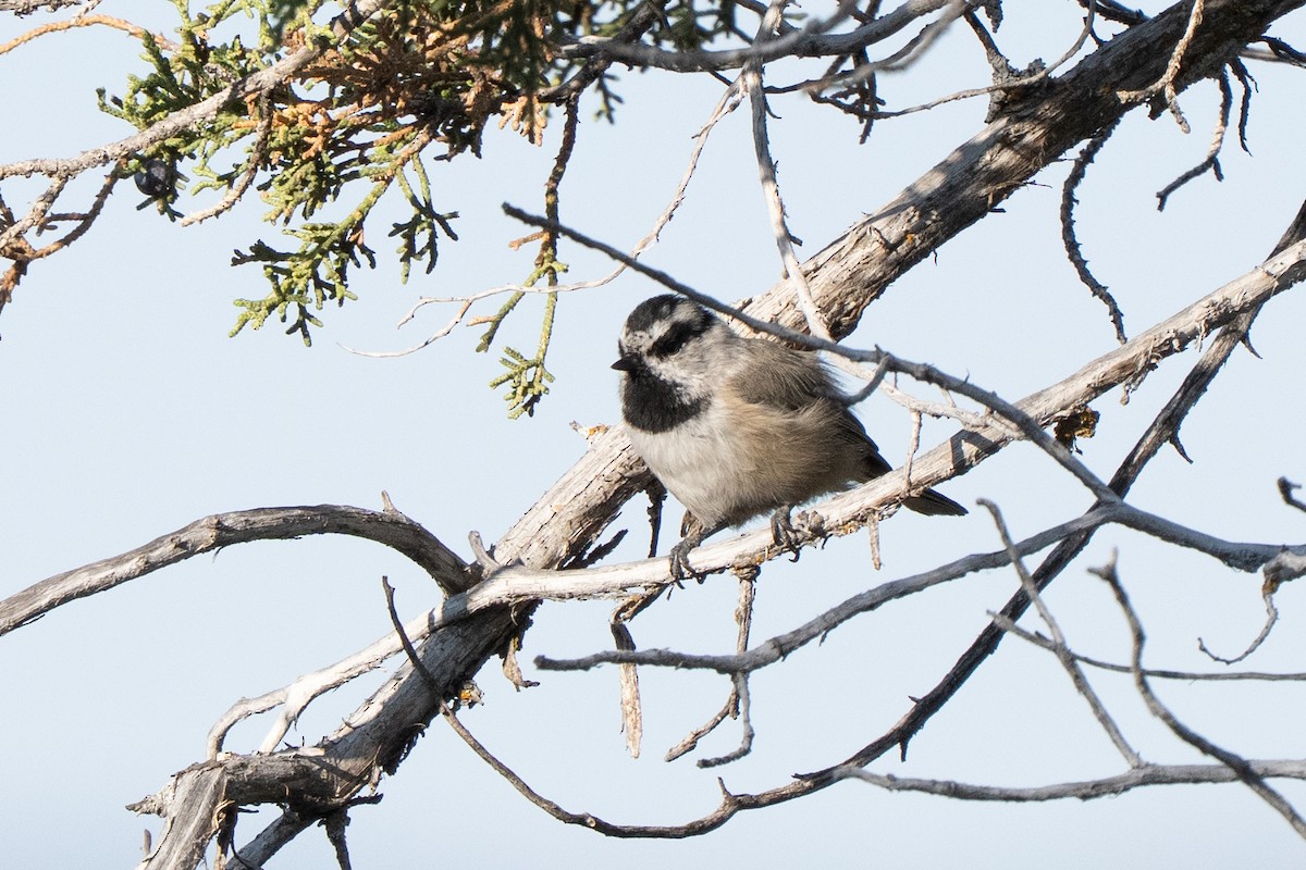 Mésange de Gambel - ML641366507