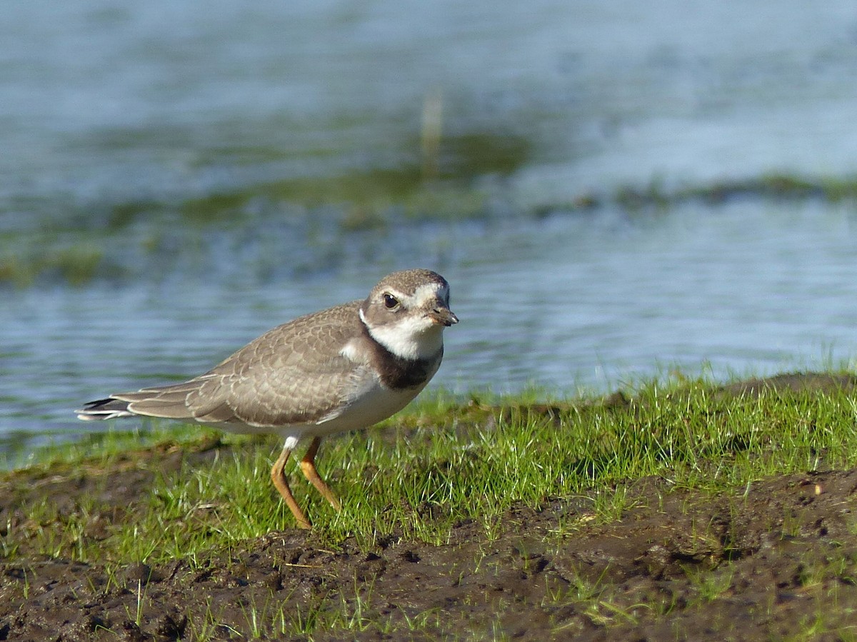 Semipalmated Plover - ML641366508