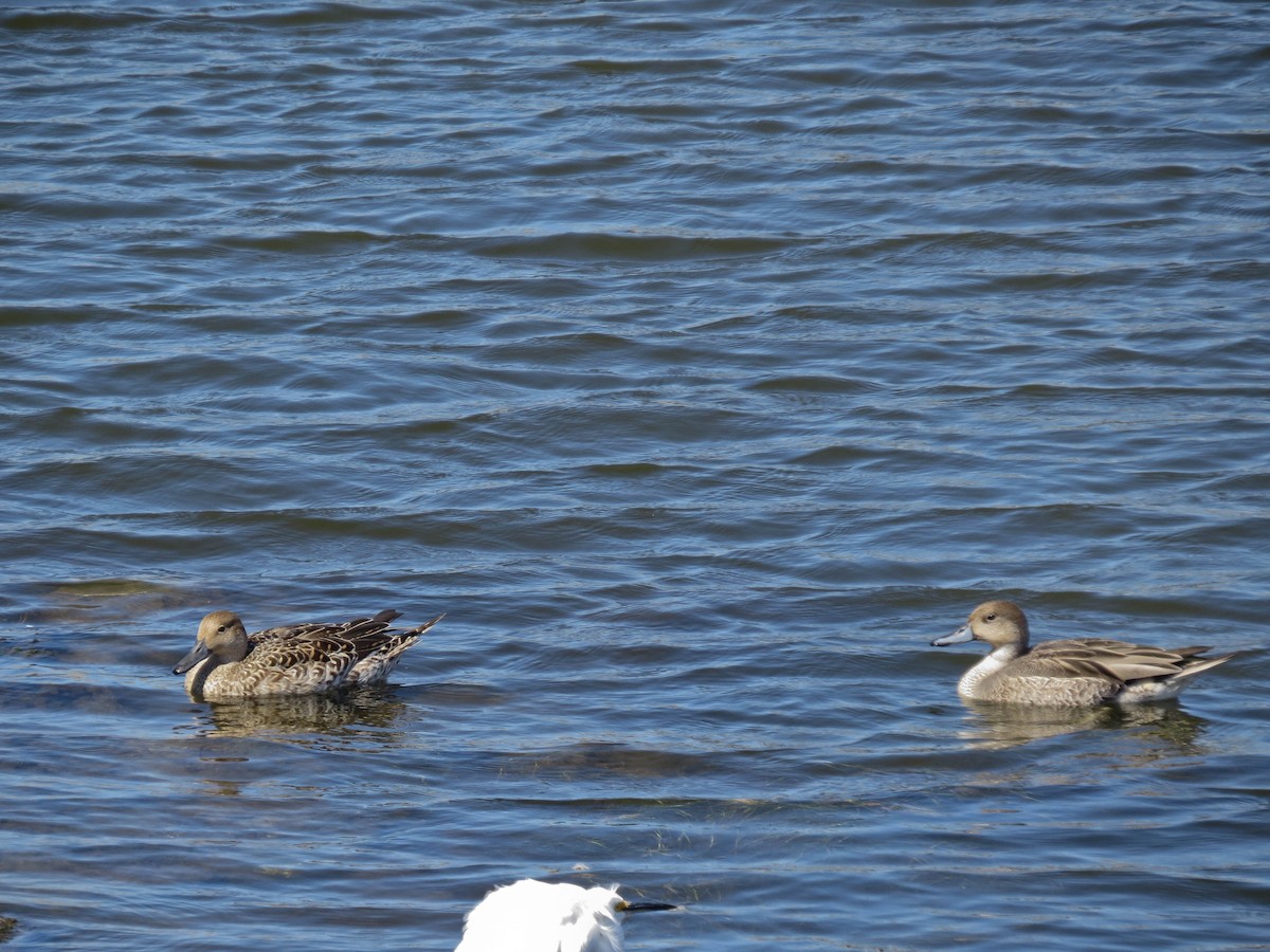 Northern Pintail - ML641366540