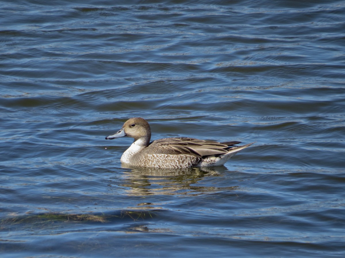 Northern Pintail - ML641366541