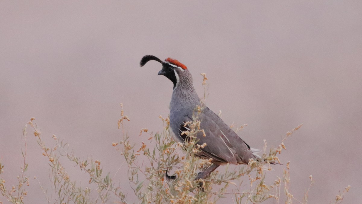 Gambel's Quail - ML641366564