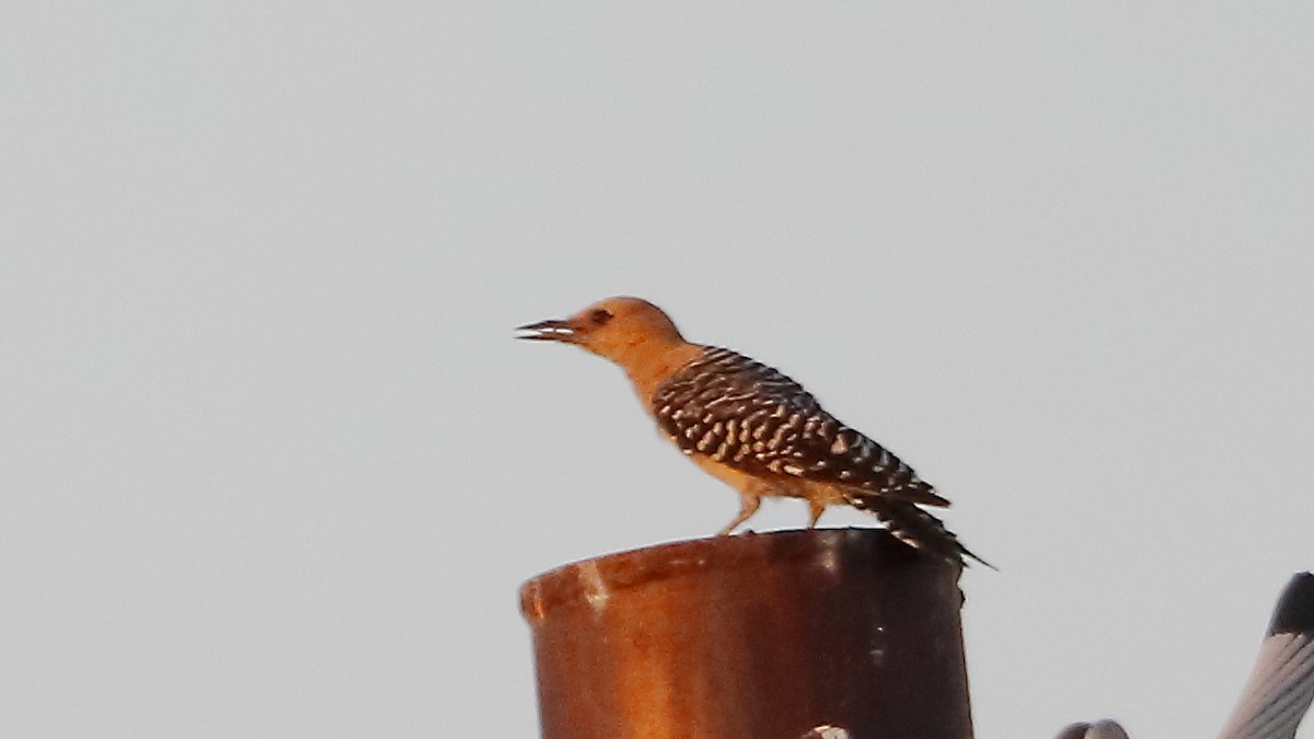 Gila Woodpecker - ML641366568