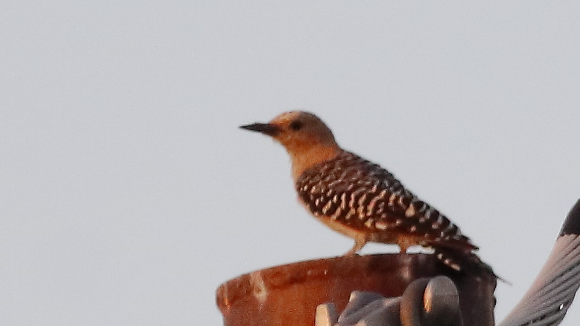 Gila Woodpecker - ML641366569