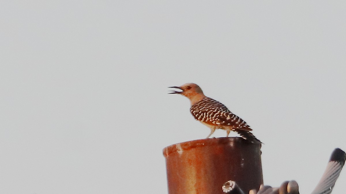 Gila Woodpecker - ML641366570