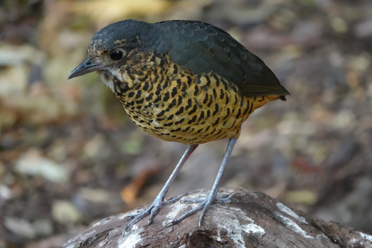 skjellmaurpitta - ML641366574