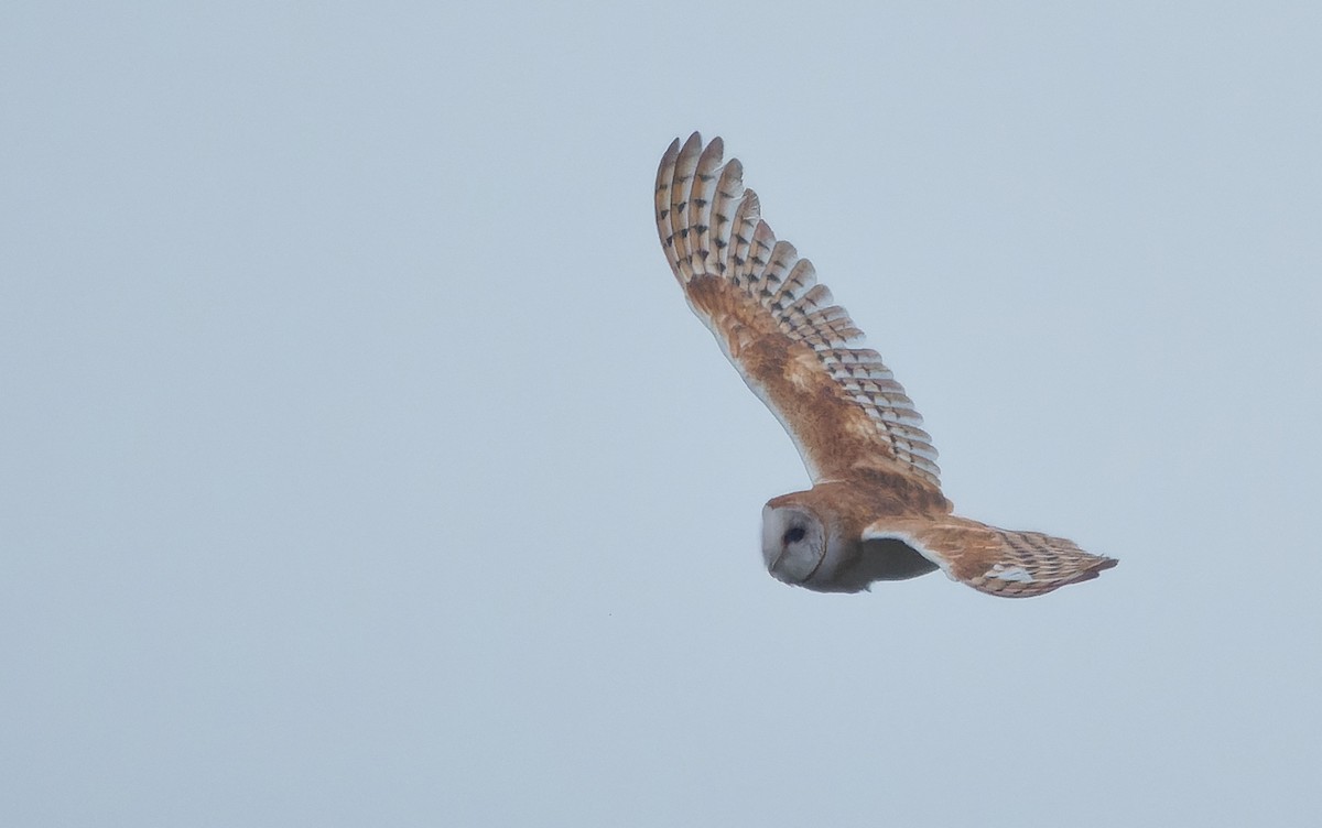 American Barn Owl (American) - ML641366642