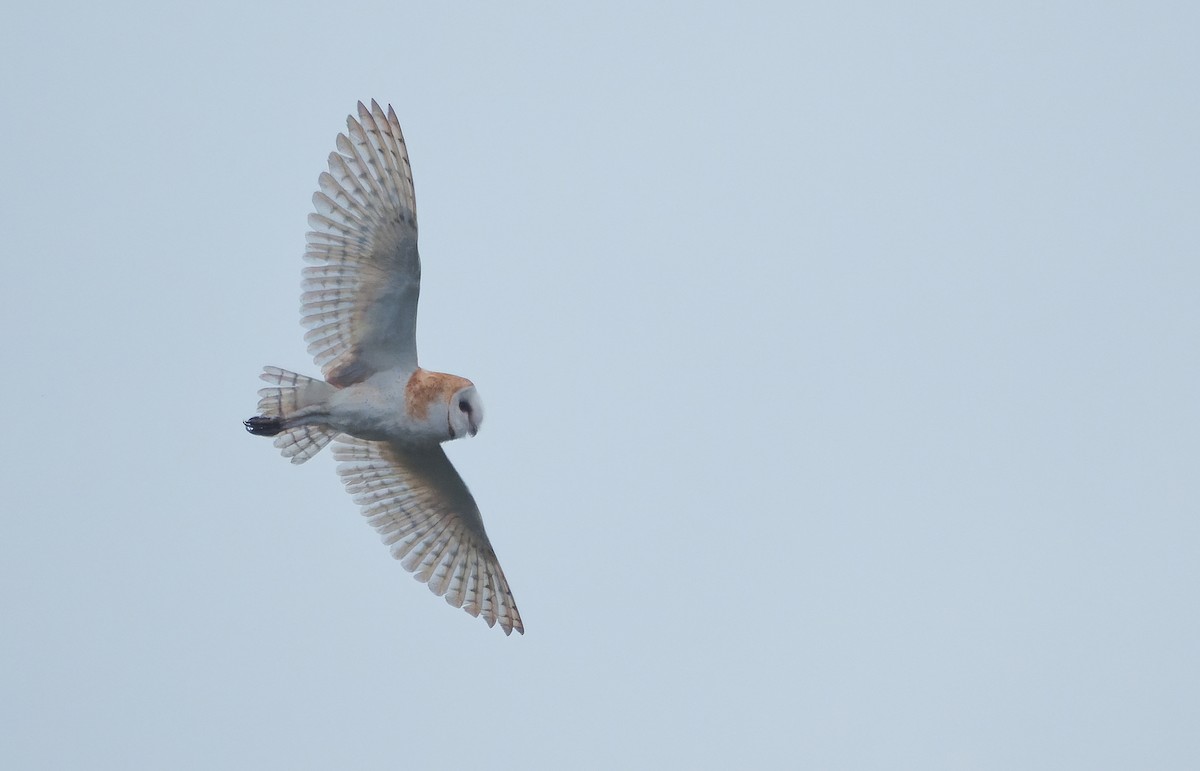 American Barn Owl (American) - ML641366643