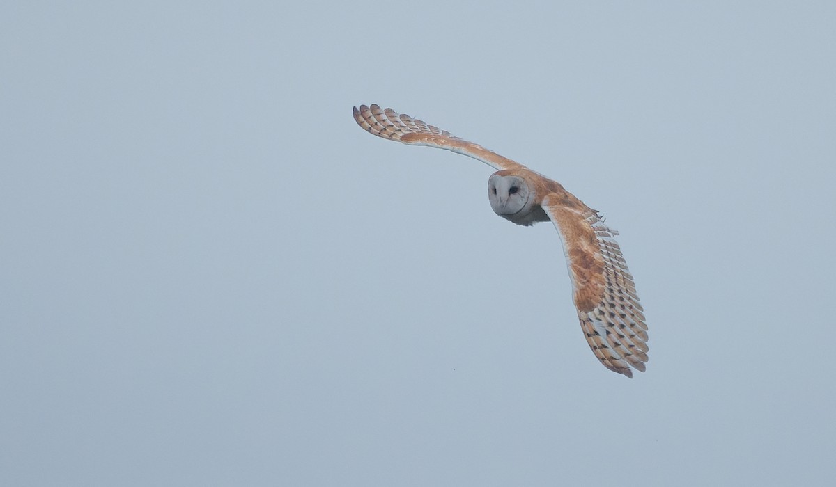 American Barn Owl (American) - ML641366644