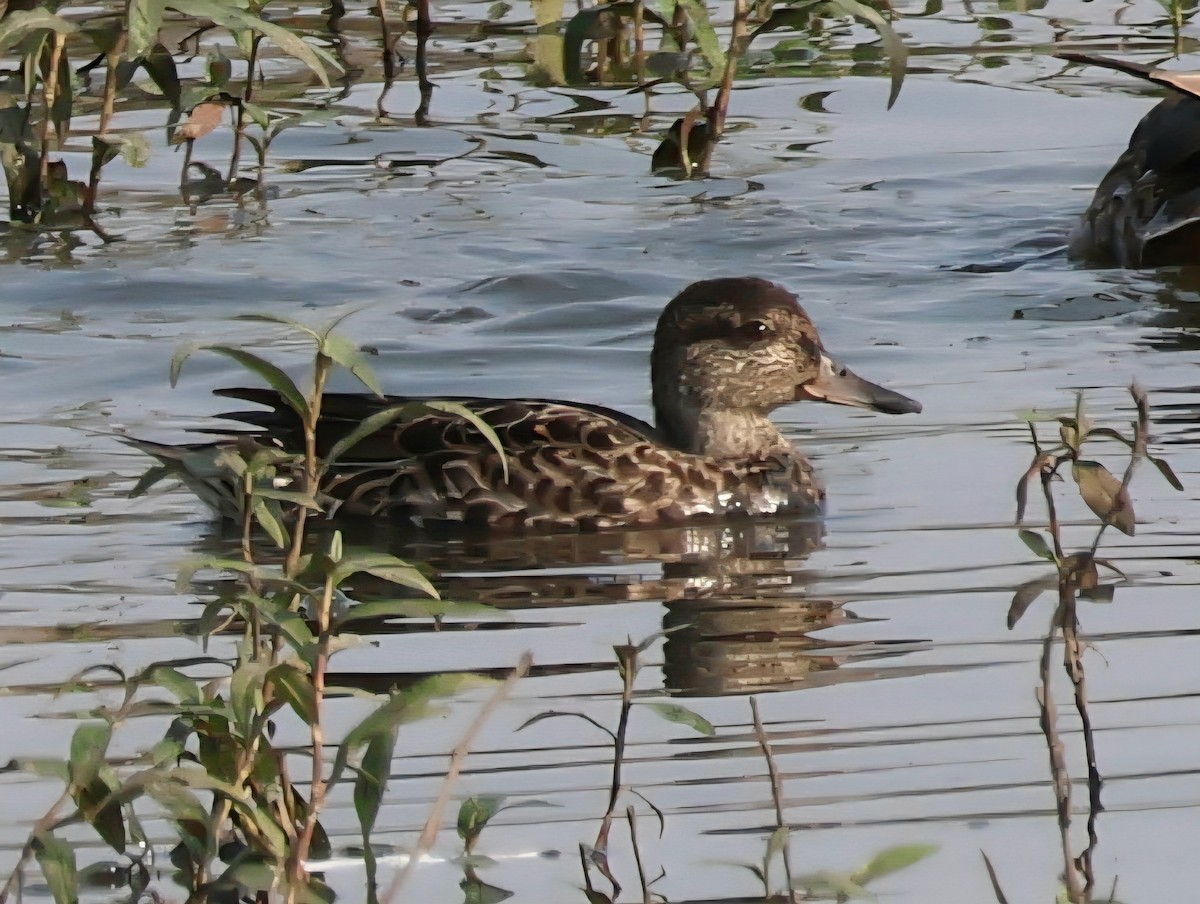 Green-winged Teal - ML641366679