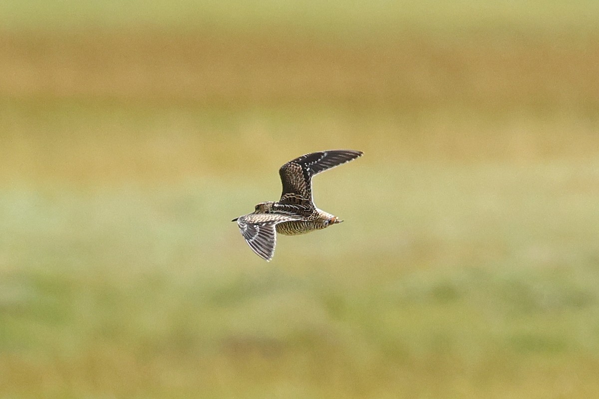 Өнчин хараалж - ML641366690