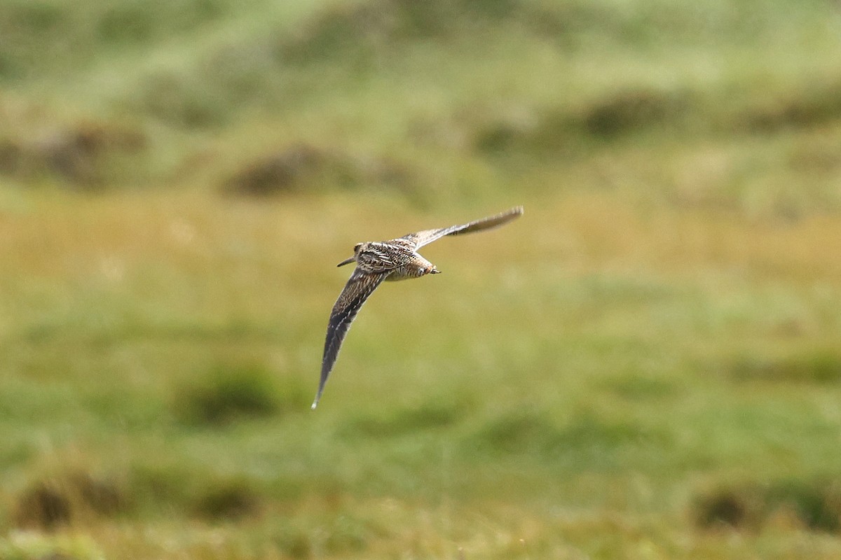 Өнчин хараалж - ML641366691