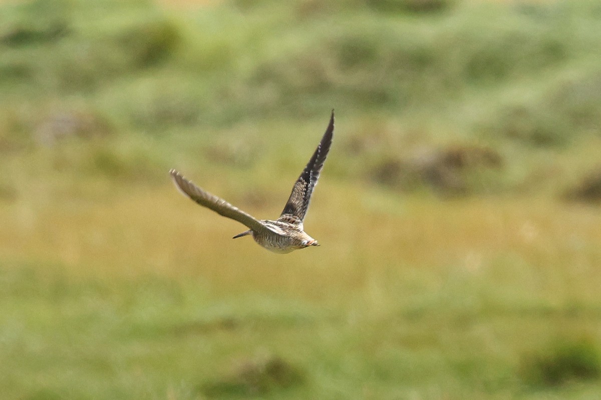 Өнчин хараалж - ML641366692