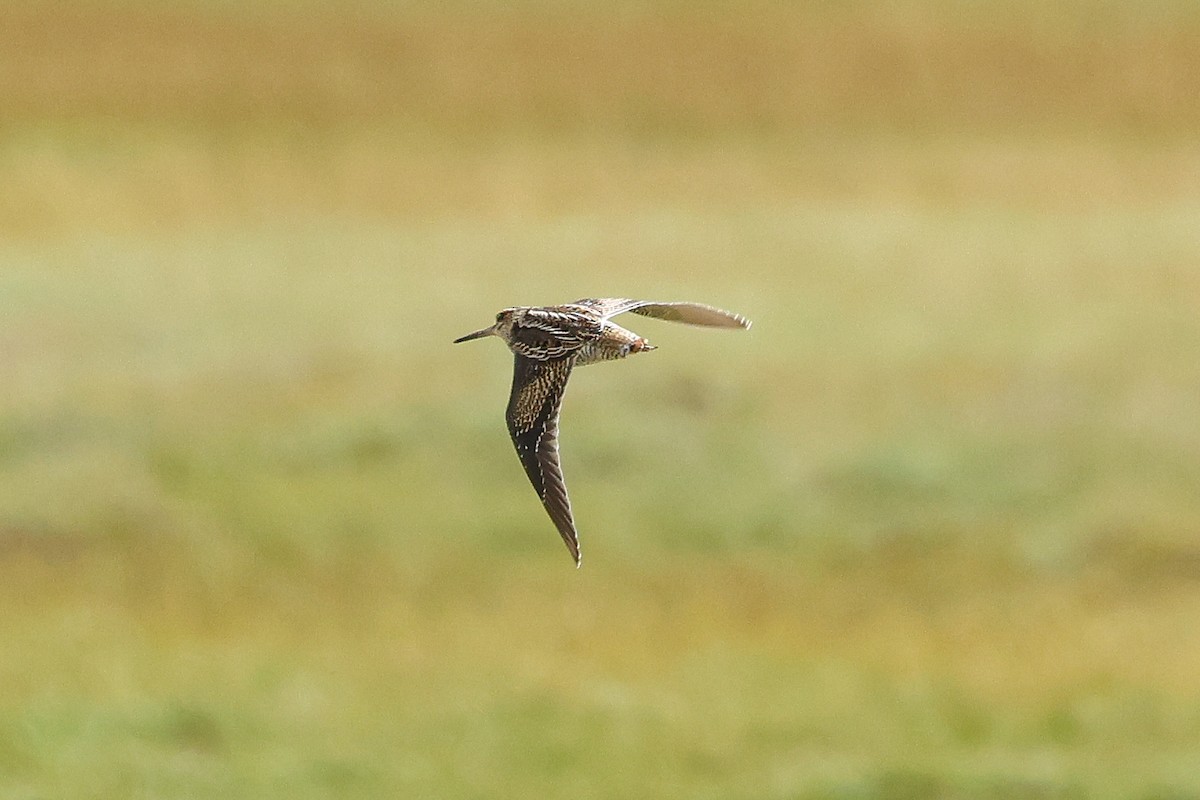 Өнчин хараалж - ML641366693