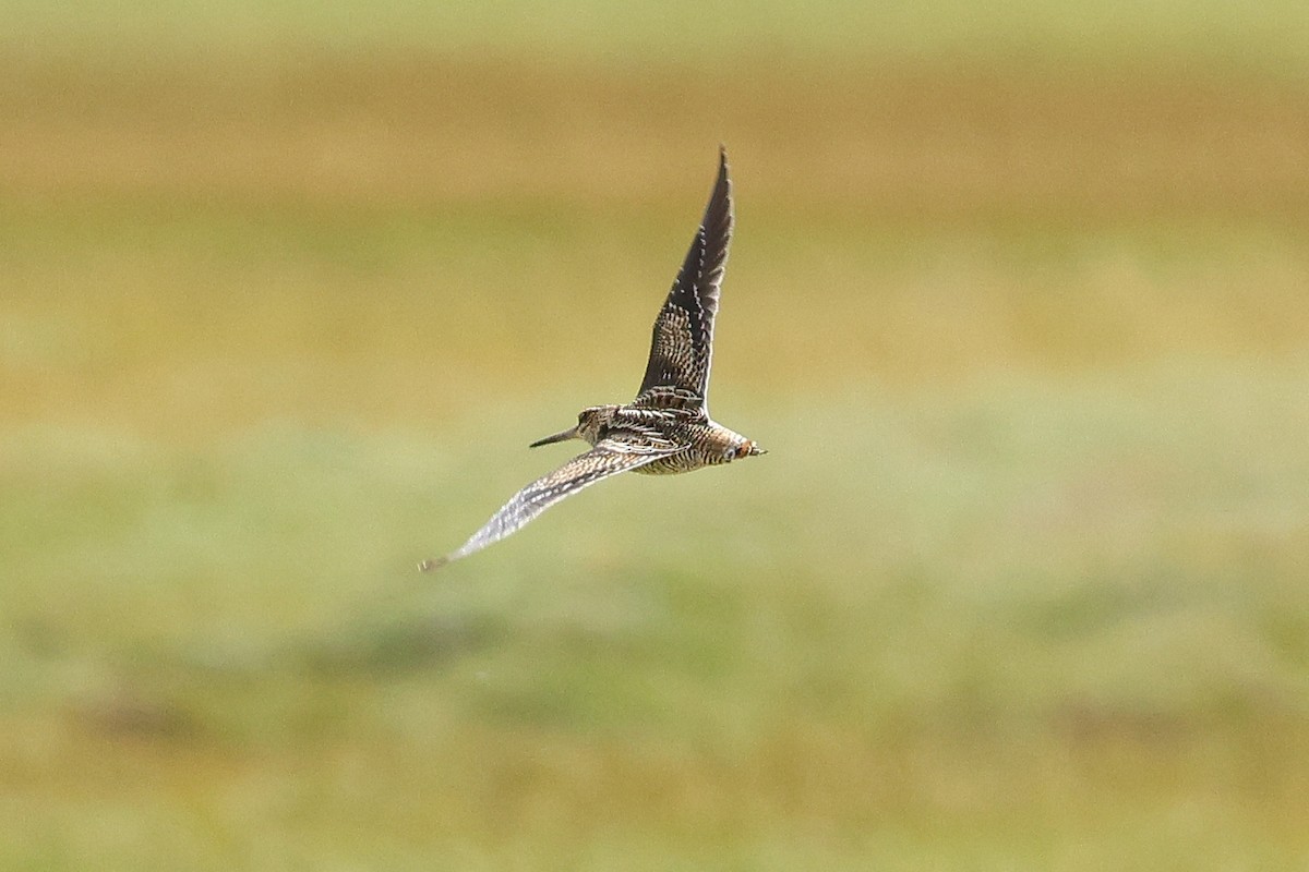 Өнчин хараалж - ML641366694