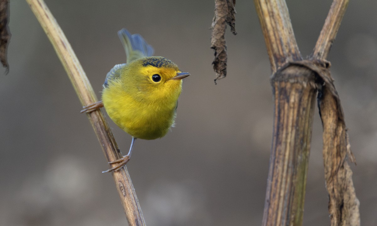 Wilson's Warbler - ML641366697