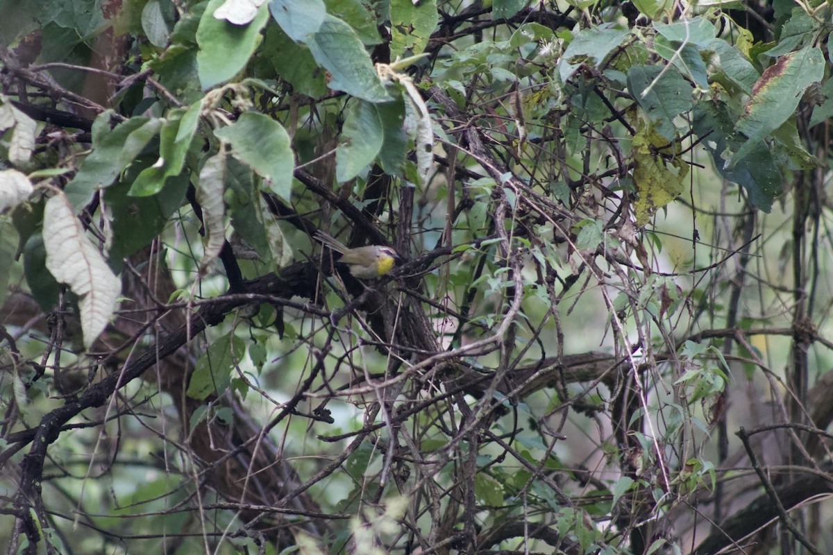Rufous-capped Warbler - Mauricio Gutiérrez