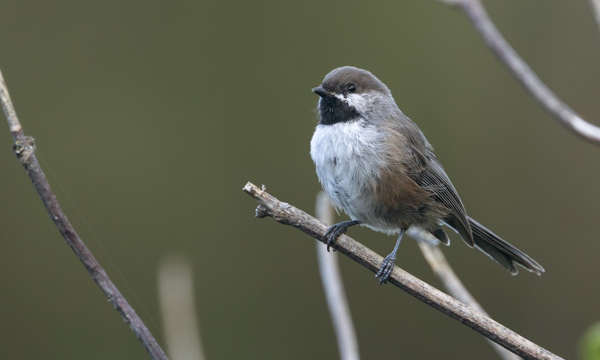 Boreal Chickadee - ML641366772