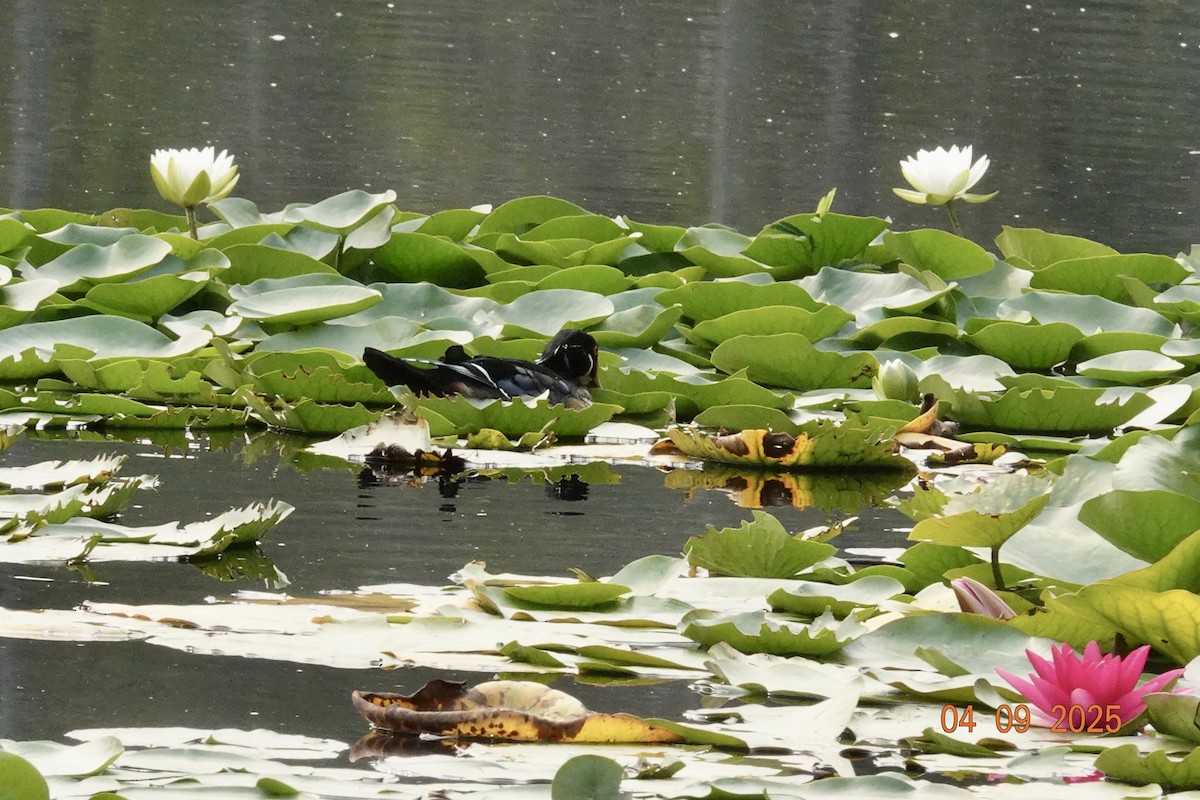 Pato Joyuyo - ML641366796