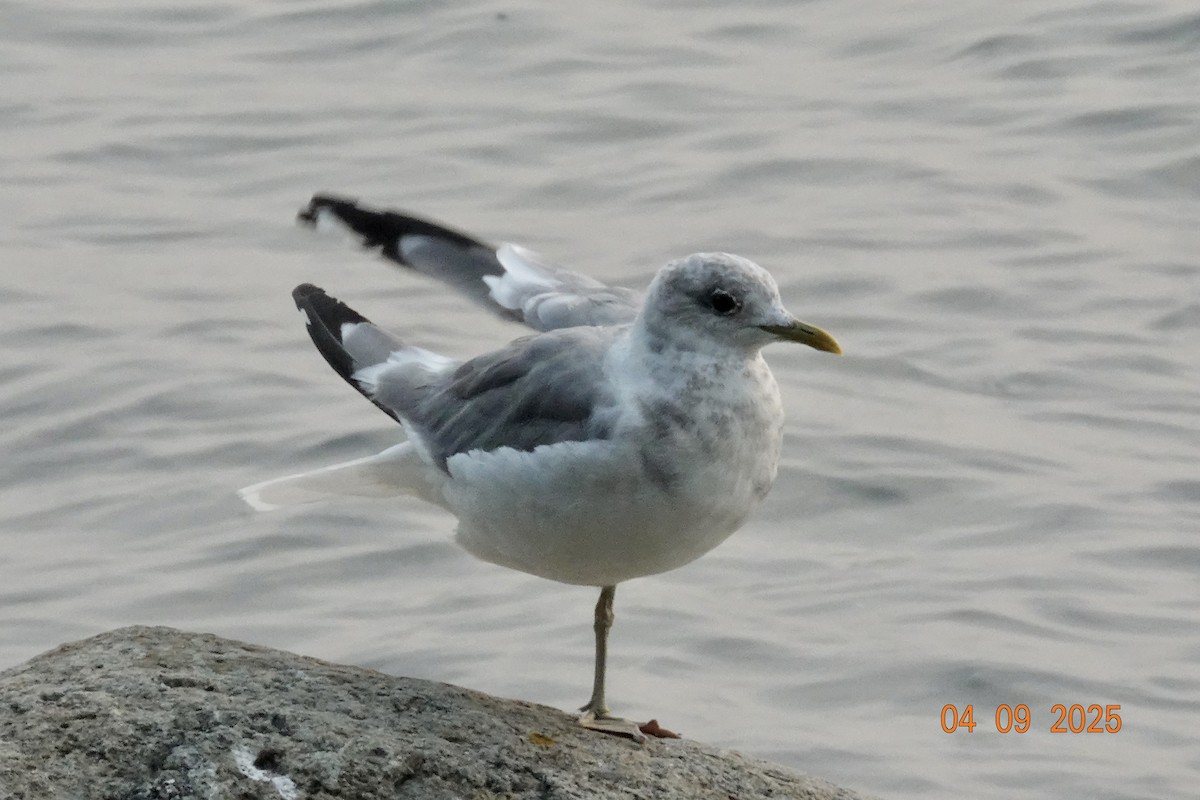 Gaviota de Alaska - ML641366806