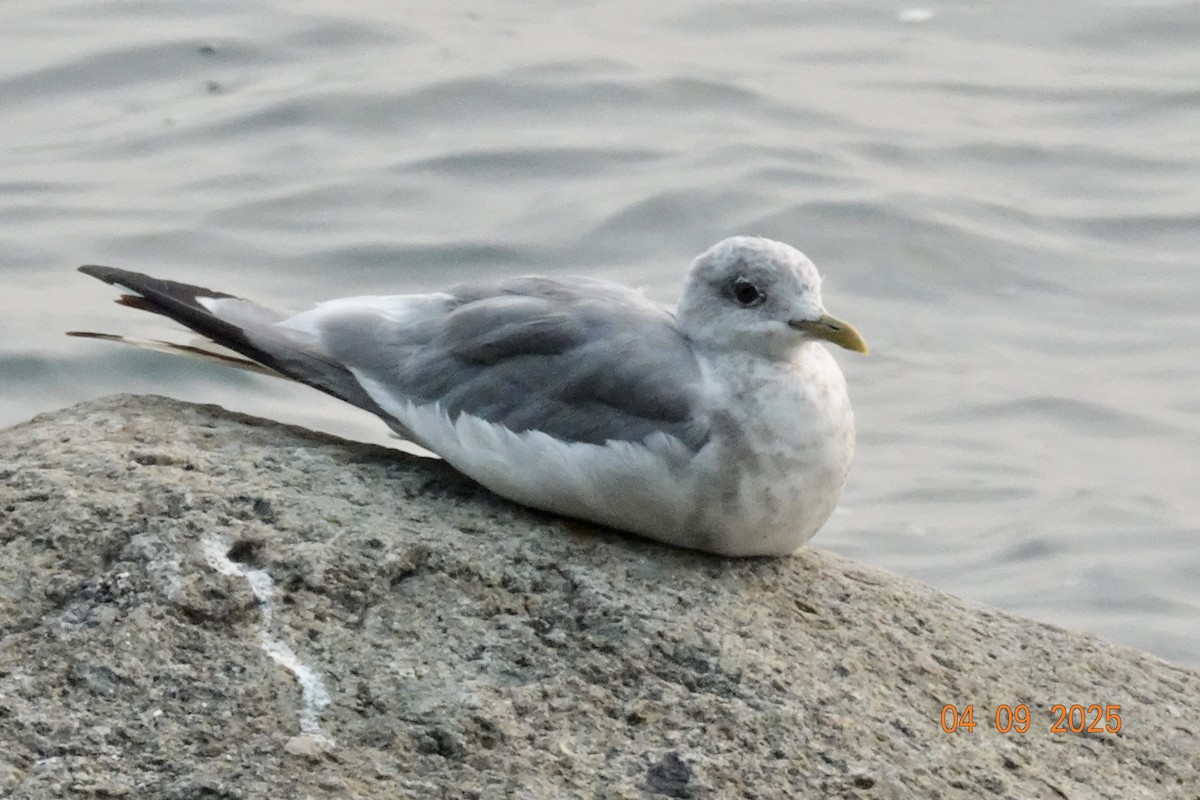 Gaviota de Alaska - ML641366807