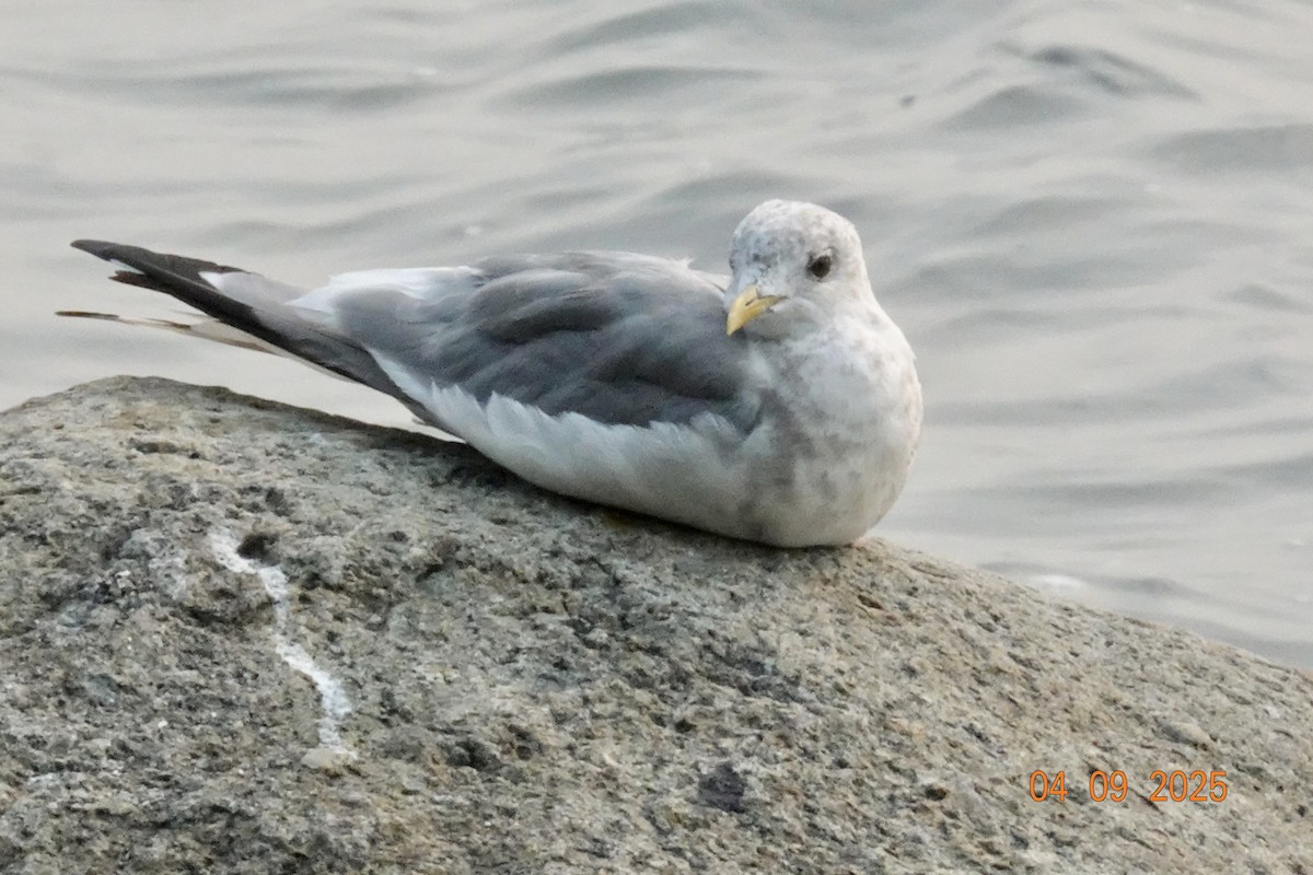 Gaviota de Alaska - ML641366808
