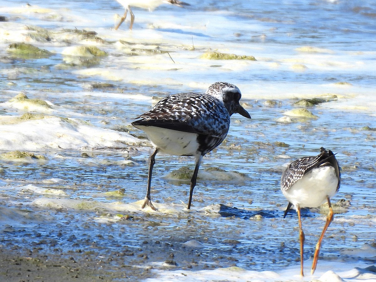 Black-bellied Plover - ML641366813